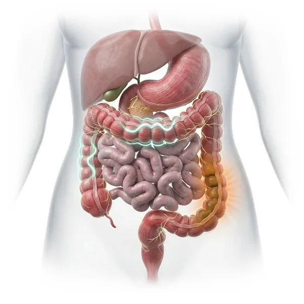 How BellyFlush works: illustration of the digestive tract and colon, where the herbal laxative blend acts overnight